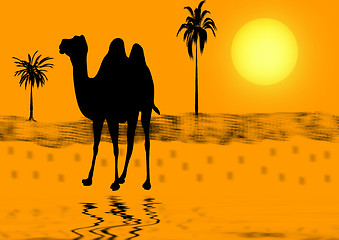 Image showing Camel on a sunset