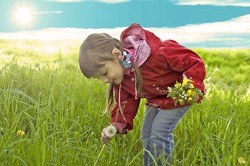 Image showing Little girl collect yellow flowers