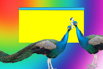 Image showing peacock