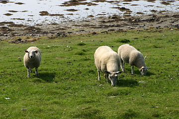 Image showing Sheeps