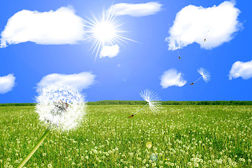 Image showing Dandelions