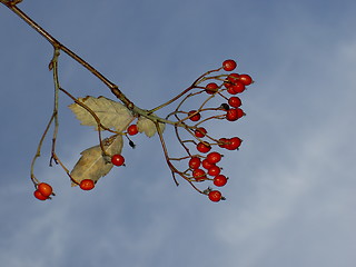 Image showing rowanberries