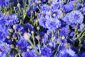 Image showing Cornflowers