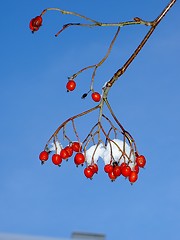 Image showing rowanberries