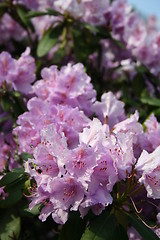 Image showing Lilac rhododendron