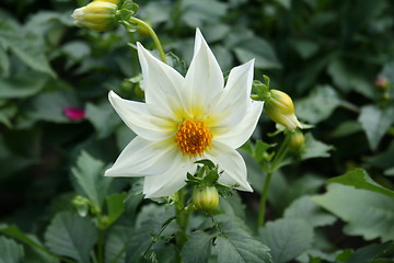 Image showing White dahlia