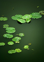 Image showing Green Lotus