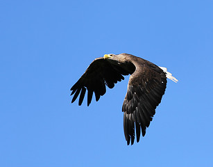 Image showing Seaeagle in the air.