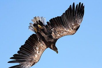 Image showing Seaeagle in the air.