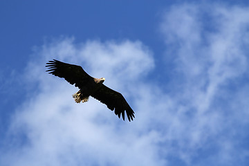 Image showing Seaeagle in the air.