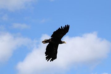 Image showing Seaeagle in the air.