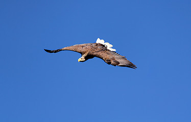 Image showing Seaeagle in the air.