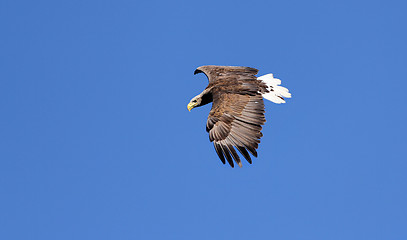 Image showing Seaeagle in the air.