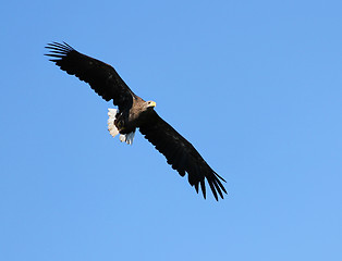 Image showing Seaeagle in the air.