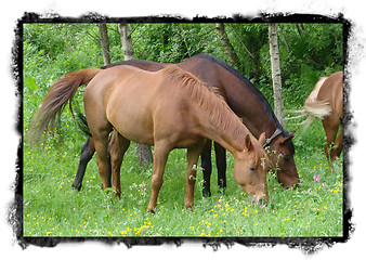 Image showing horses eating