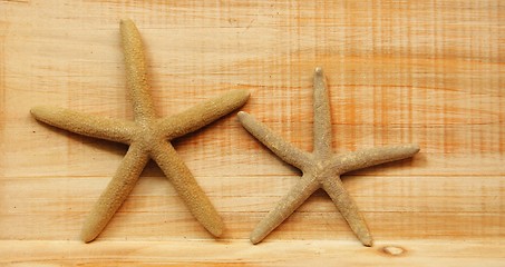 Image showing star fish