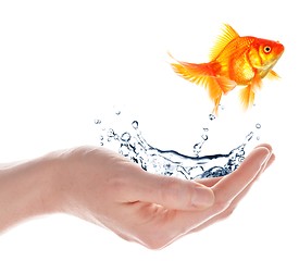 Image showing goldfish