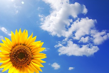 Image showing sunflower and blue sky