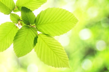 Image showing green summer leaf