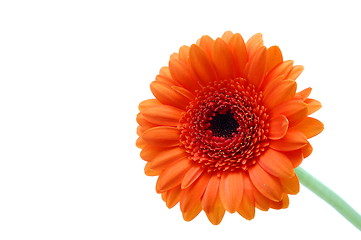 Image showing isolated flower on white