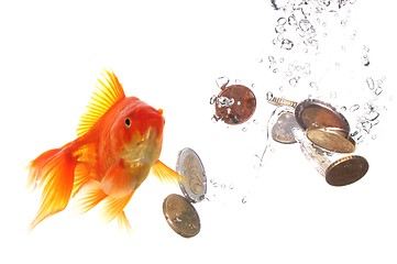 Image showing goldfish and money