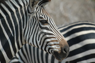 Image showing Zebra in Zambia