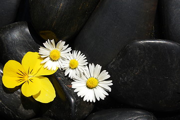 Image showing daisy flowers on black stones