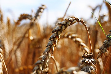 Image showing wheat grain