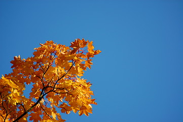 Image showing Fall leaves