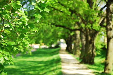 Image showing summer tree alley