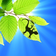 Image showing gecko shadow on leaf