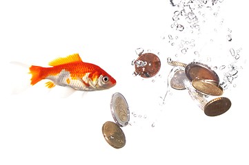 Image showing goldfish and money