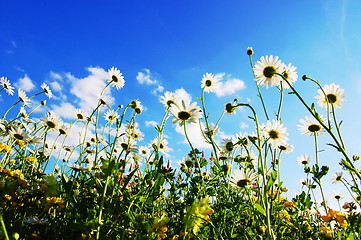 Image showing daisy flowers in summer