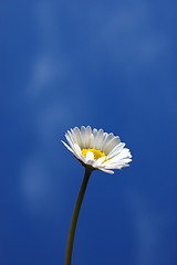 Image showing daisy under blue spring sky