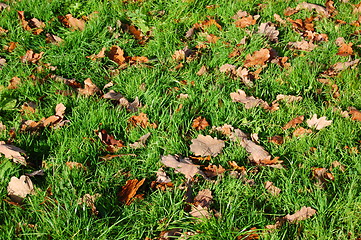 Image showing grass texture with leaves in autumn