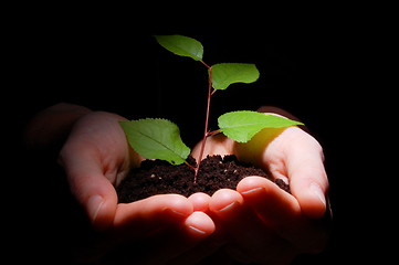 Image showing hands soil and plant showing growth