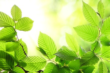 Image showing green summer leaf