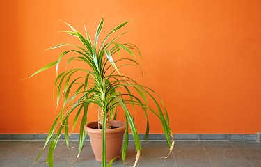 Image showing plant in pot on a orange wall