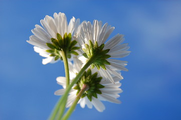 Image showing daisy under blue sky