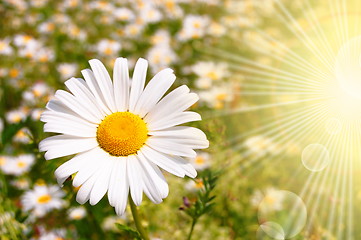 Image showing flower and sun