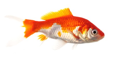 Image showing goldfish