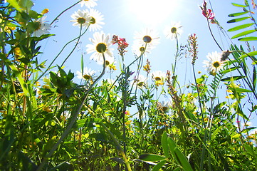 Image showing daisy flower in summer with blue sky