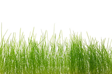 Image showing grass