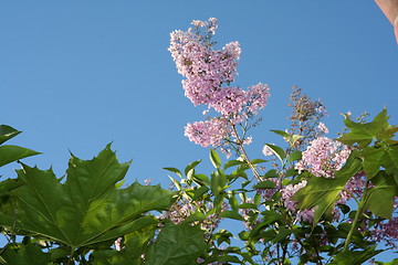 Image showing Blossoming lilacs