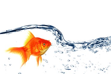 Image showing goldfish