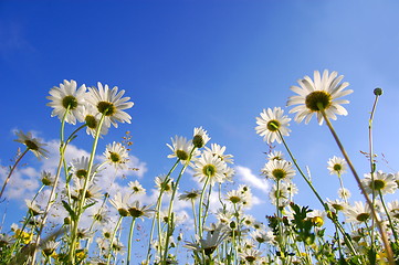 Image showing daisy flower from below with blue sky