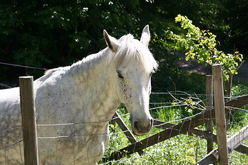 Image showing White horse