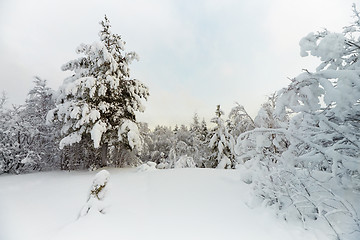 Image showing Winter landscape - north wood