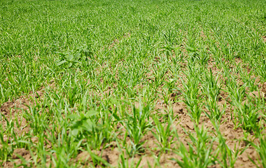 Image showing Forage grasses growing in field