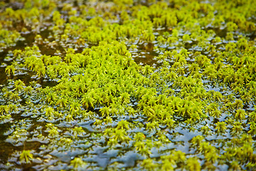 Image showing Northern moss grows among water